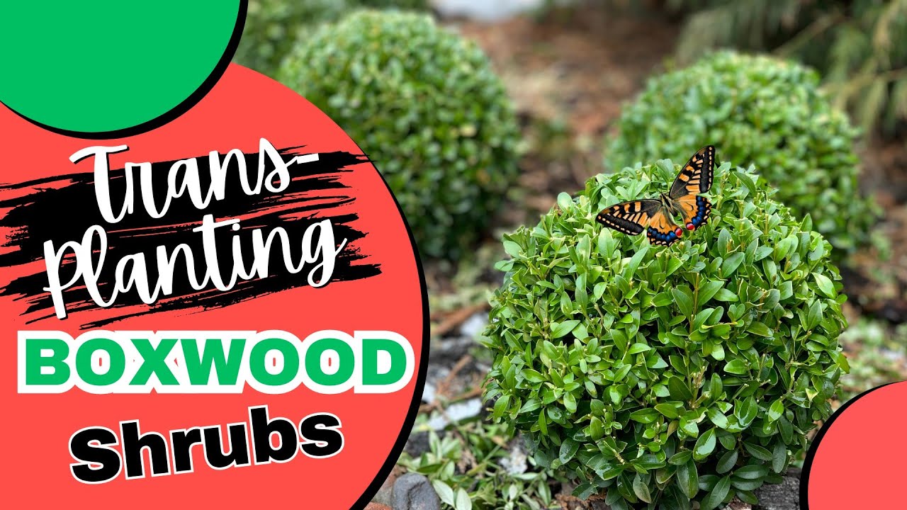 Transplanting Boxwood Shrubs