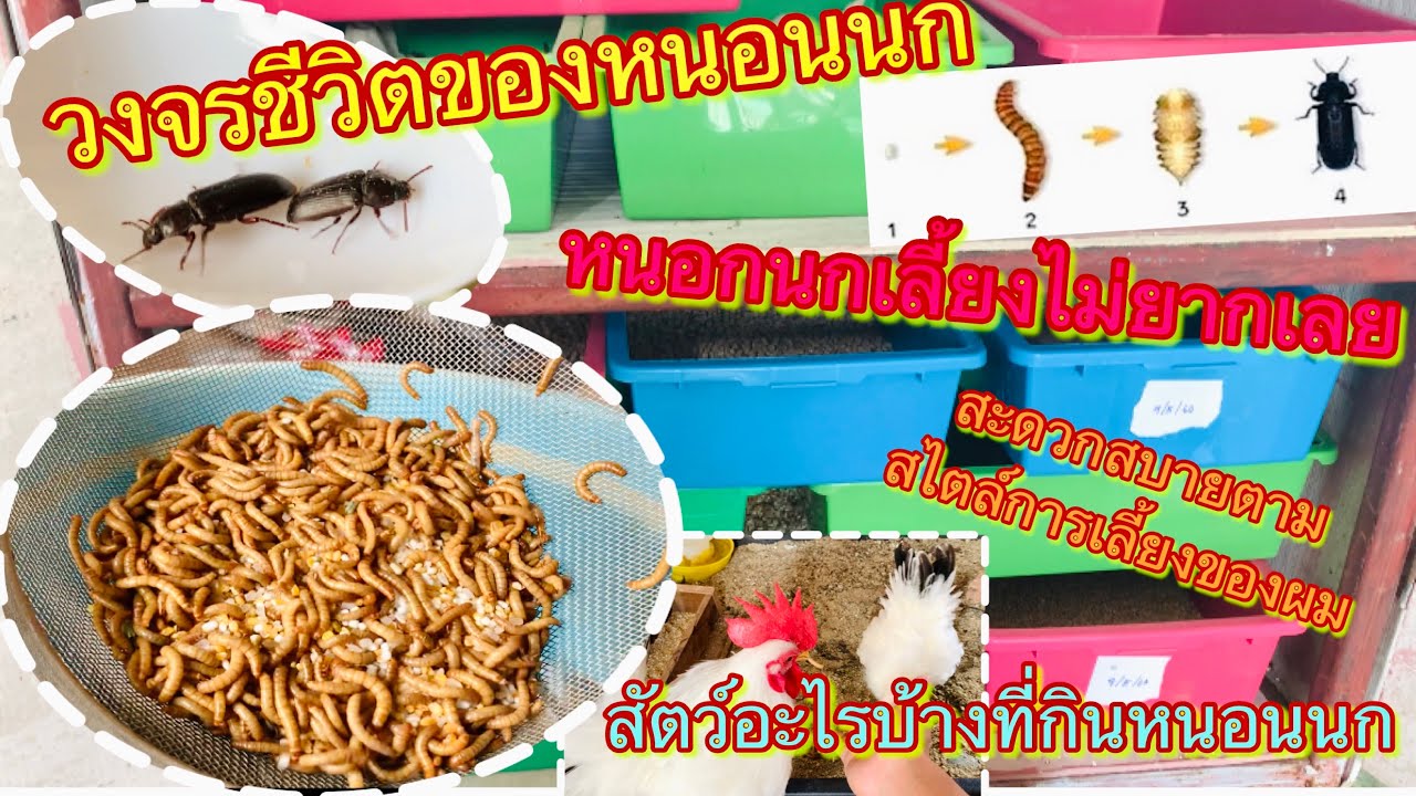 วีธีการเลี้ยงหนอนนก  สะดวกสบายใครก็เลี้ยงได้ ไม่ว่าจะเลี้ยงเพื่อจำหน่าย เลี้ยงเพื่อใช้ประโยชน์ตัวเอง
