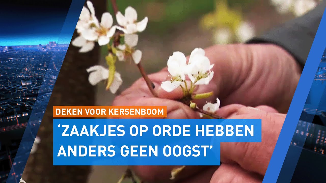 Fruitteler Jos gebruikt deken om kersenboom te beschermen tegen vorst en sneeuw | Hart van Nederland
