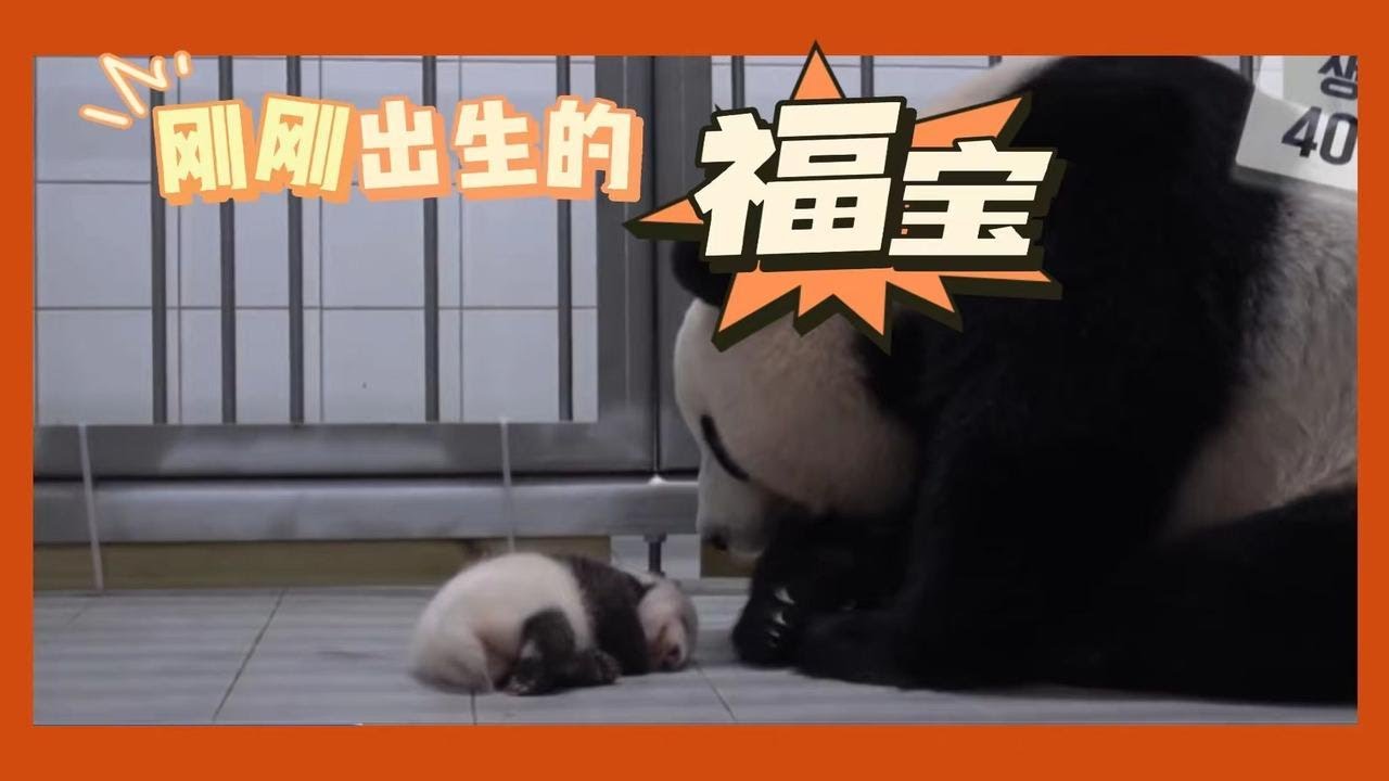 从福宝出生的那一刻起，爱宝就显得非常紧张，一直把它抱在怀里：果然世上的母亲都一样，就连动物也不例外