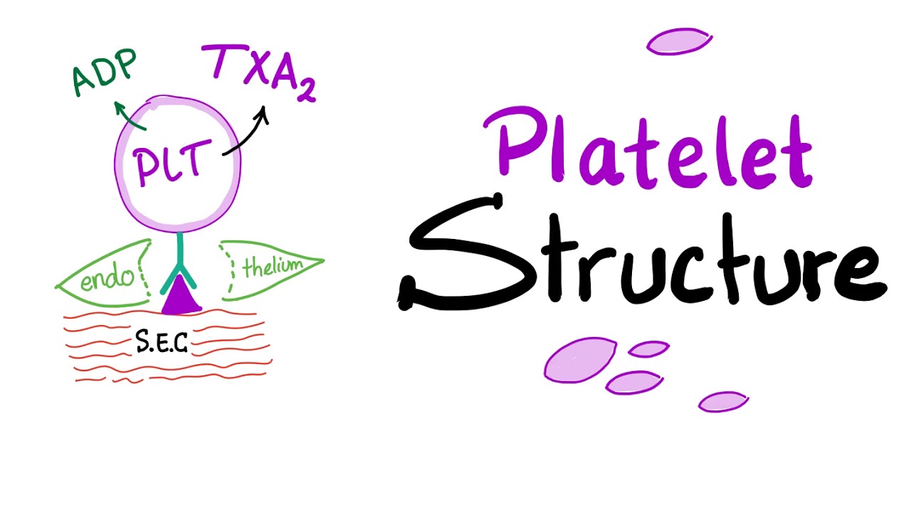 Platelet Structure - Thrombocytes Are The Babies of Megakaryocytes - Hemostasis - Hematology