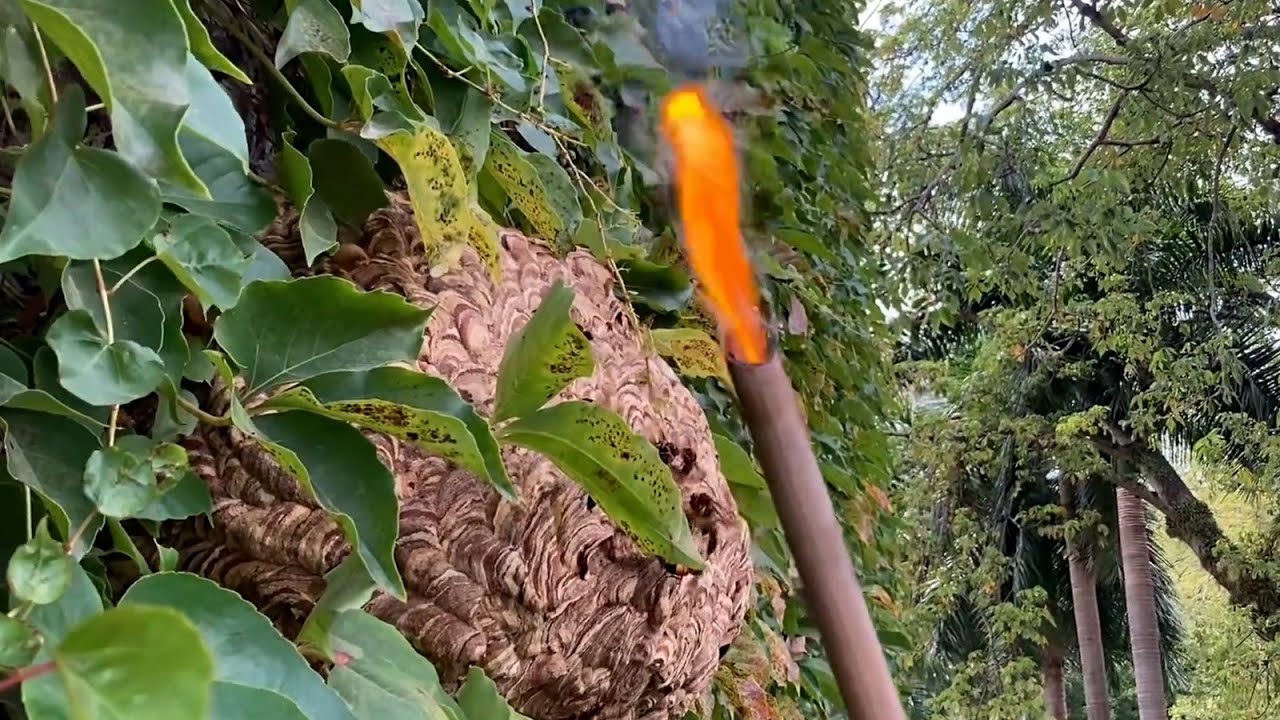 REMOVE GIANT HORNET NEST,ASIAN GIANT MURDER HORNET NEST REMOVAL,WASP WASP NEST REMOVING