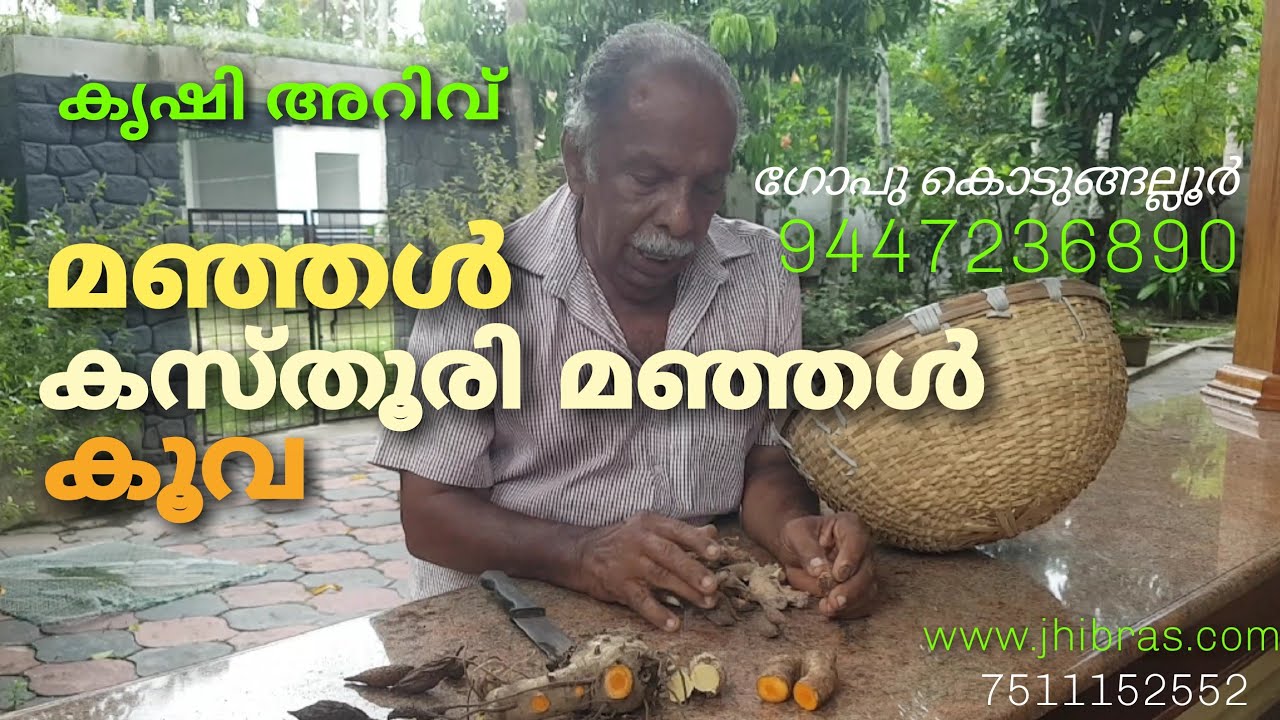കൂവയല്ല കസ്തൂരി മഞ്ഞൾ. Gopu Kodungallur | കണ്ടാൽ ഒരുപോലെ.  തിരിച്ചറിയാം വീഡിയോ കാണുക  #jhibras