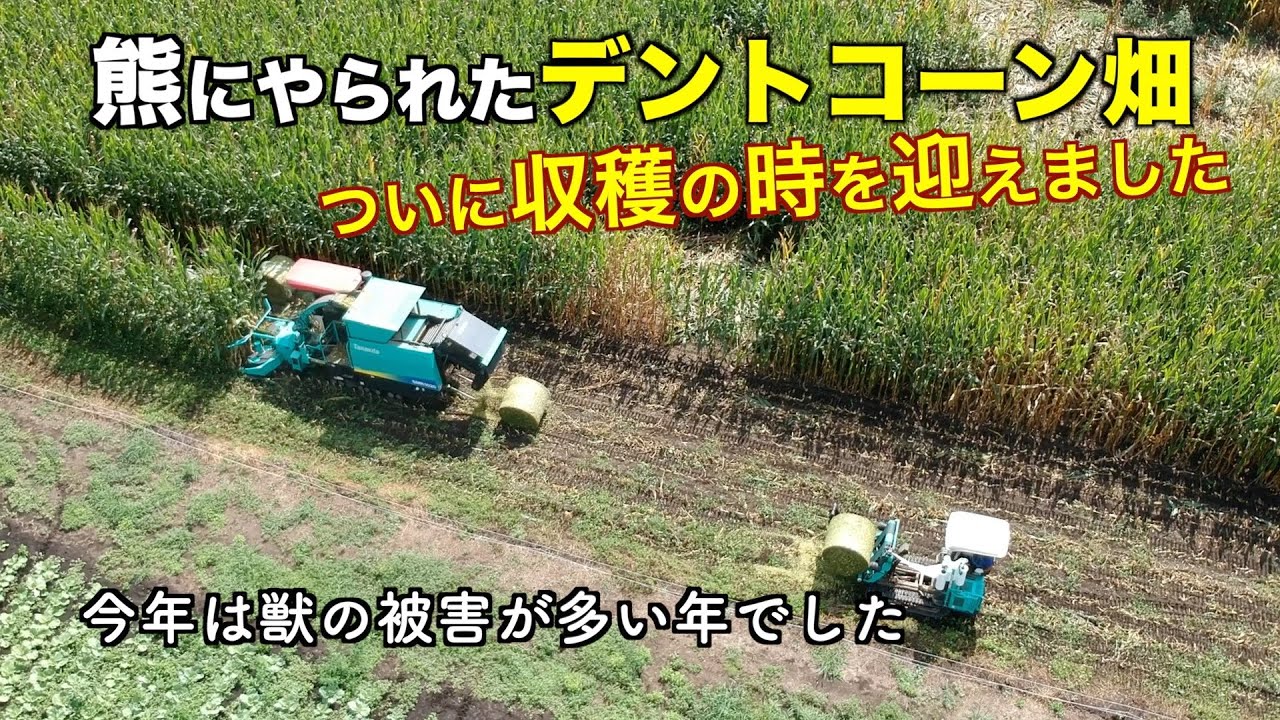 牛の餌「デントコーン」の収穫。また獣の被害。