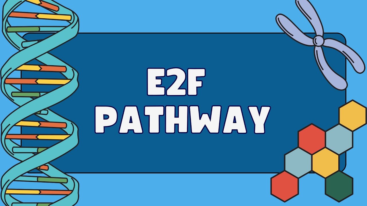 E2F Pathway
