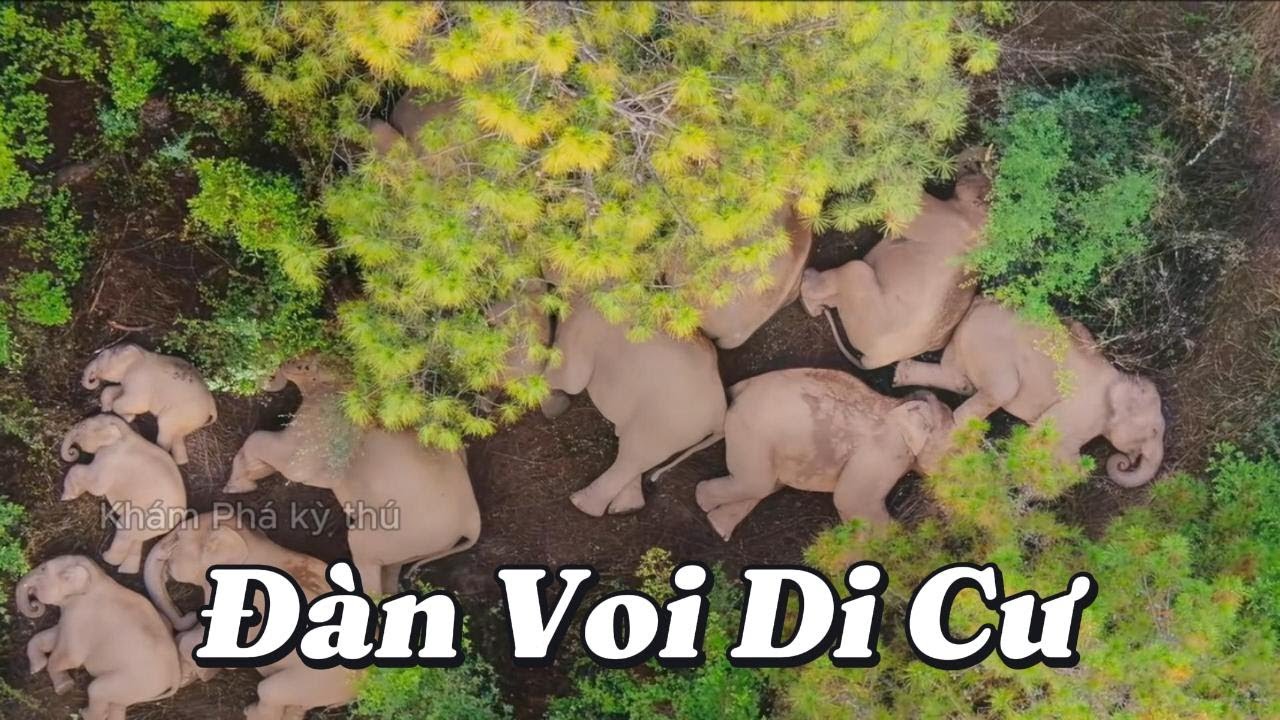 Đàn Voi || Cuộc Di Cư Lớn Nhất Trung Quốc #độngvật #độngvậthoangdã