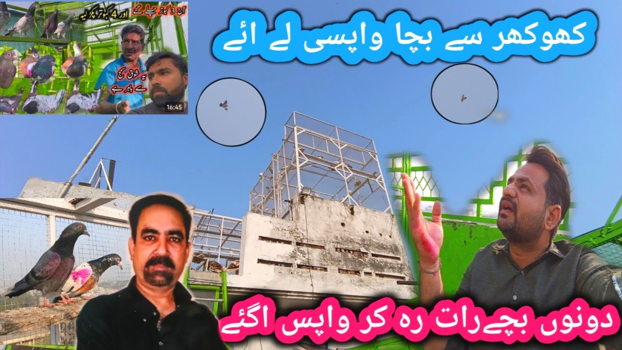 بلیک کوبرا بچہ کھوکھر سے واپس اگیا 