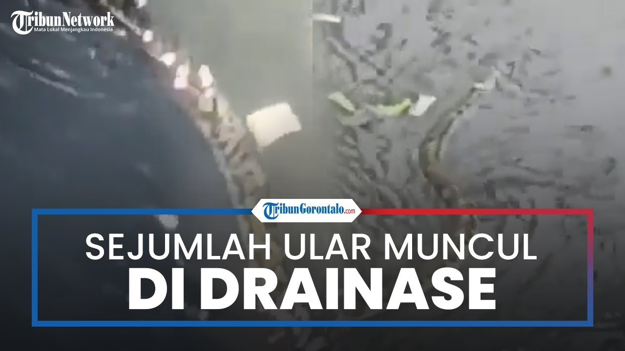 Viral Sejumlah Ular Piton Muncul di Drainase Pasar Pandasari, Terlihat Agresif dan Berukuran Besar