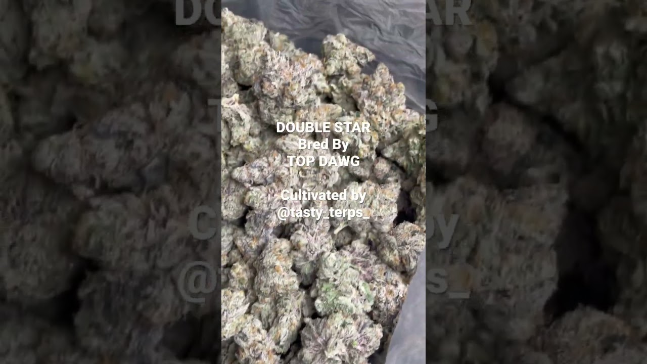 DOUBLE STAR by Top Dawg Genetics grown by Tasty Terps