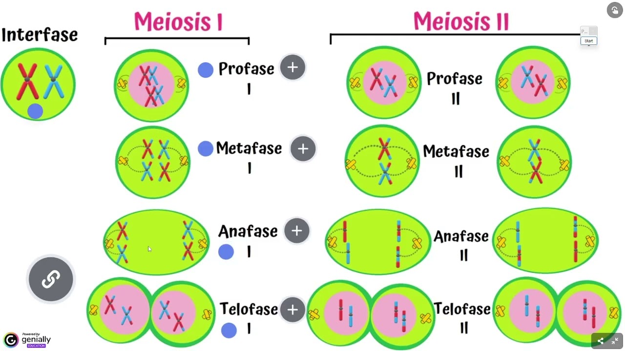 Resumen interactivo de la meiosis