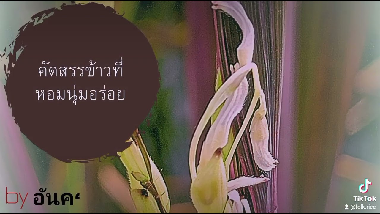 7 มกราคม ค.ศ. 2026