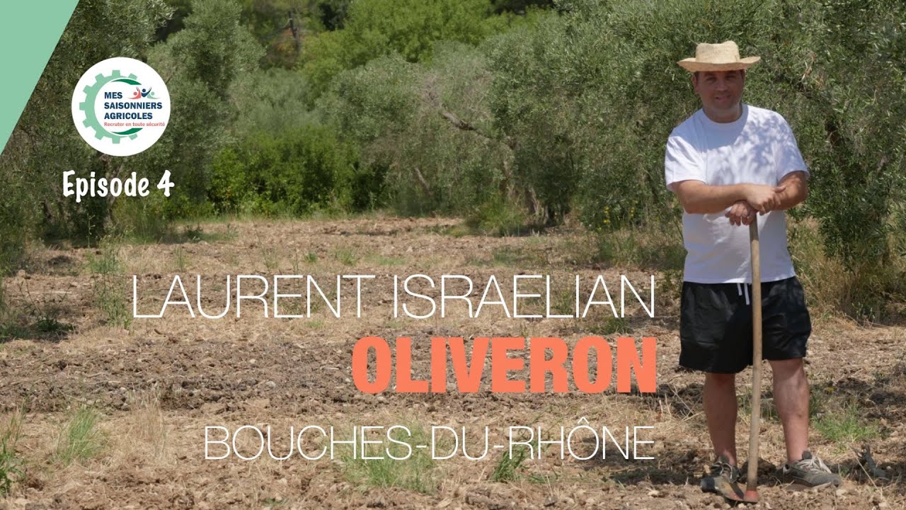 Episode 4, Mes saisonniers agricoles - Laurent Israelian, Oliveron, Bouches-du-Rhône