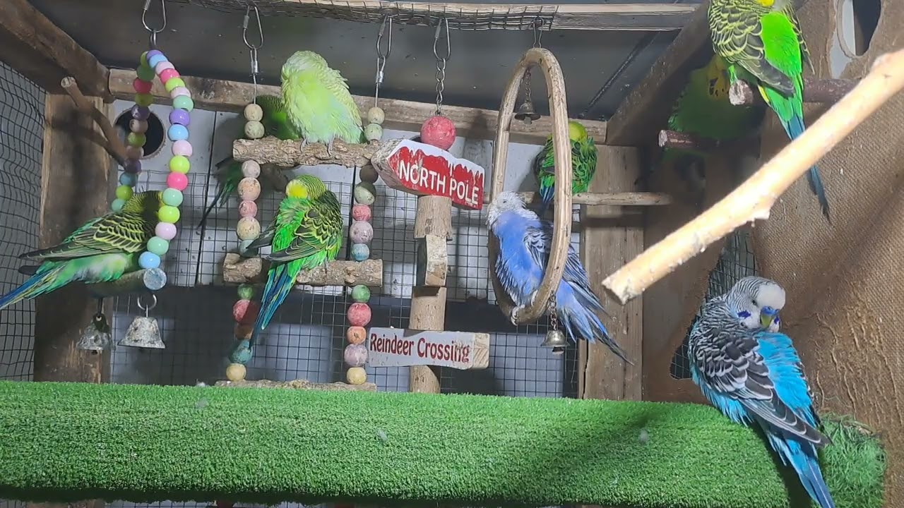 Baby Parrots – Sweet Little Chicks!