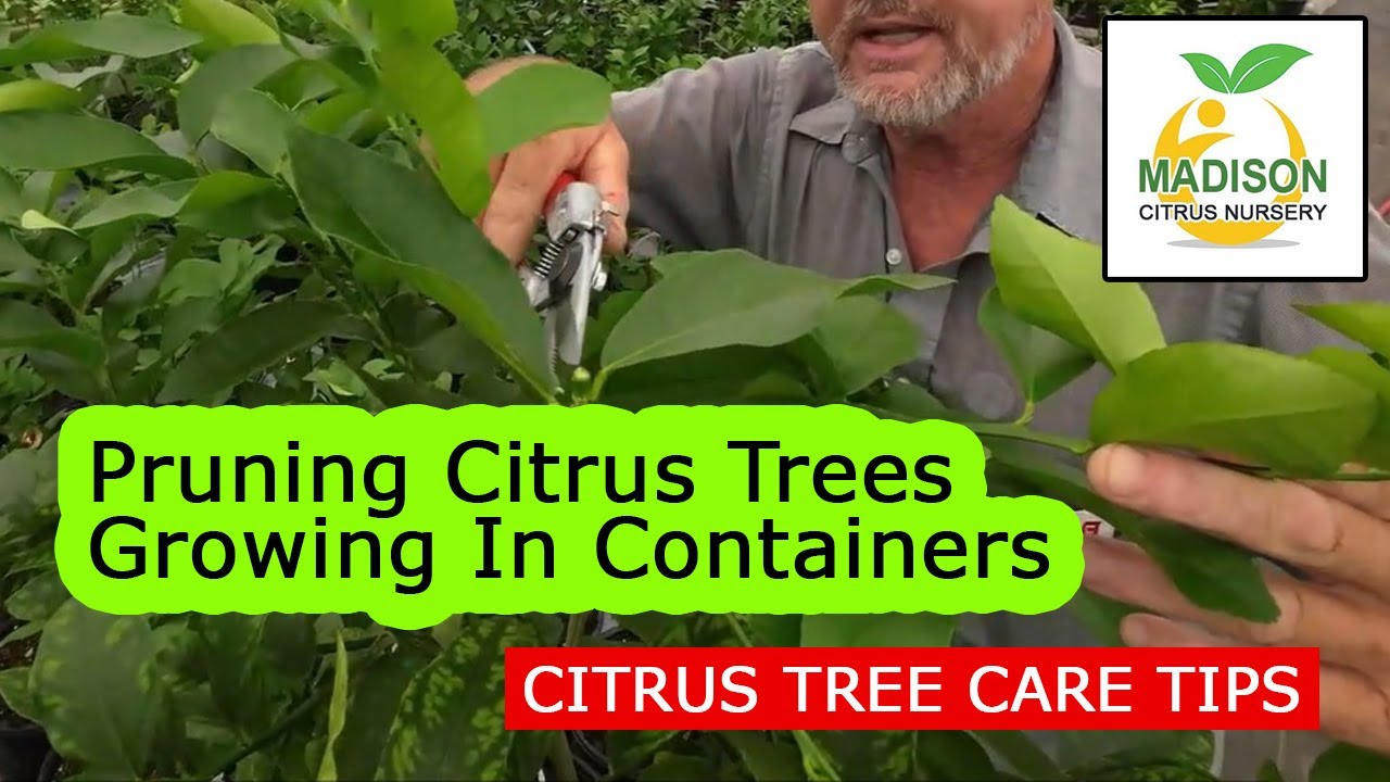 Want More Fruit?  How We Prune Citrus Trees Growing In Containers