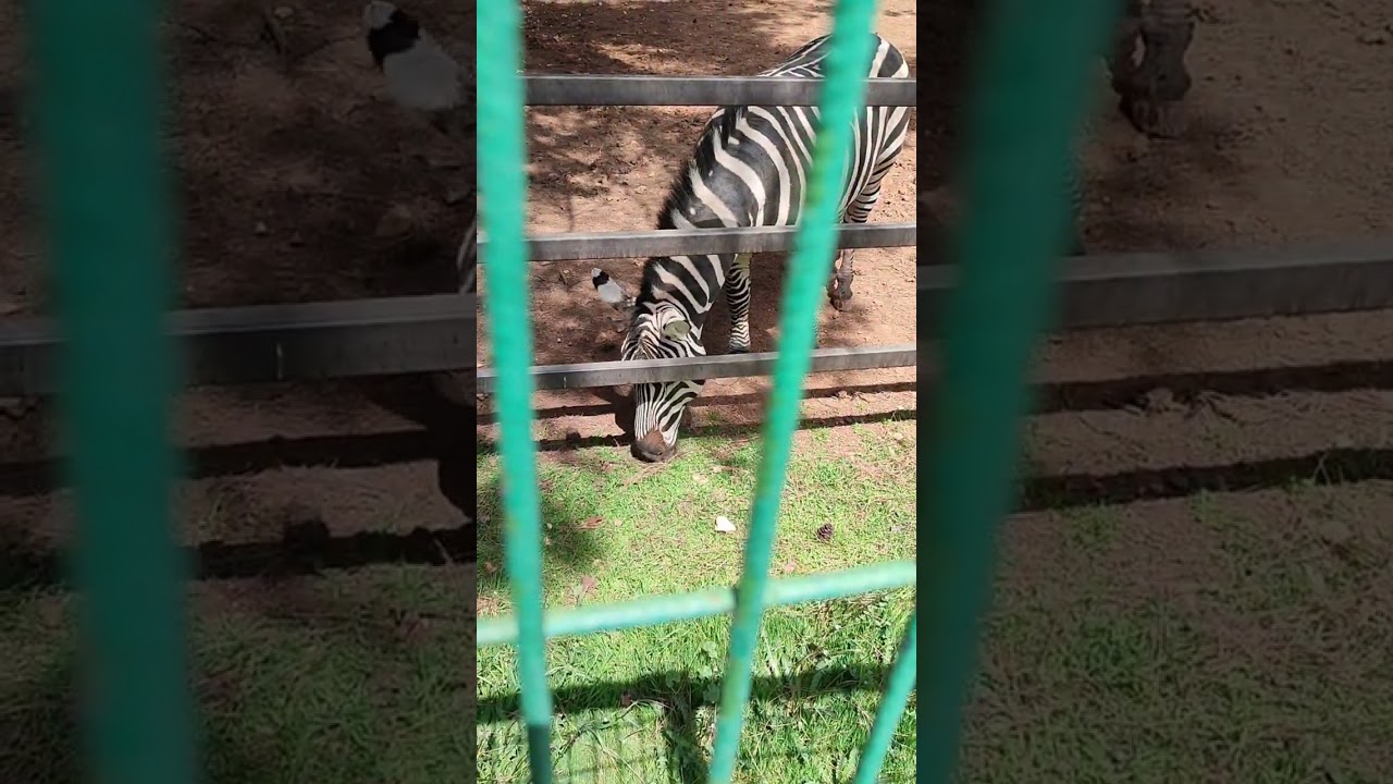 Gaziantep Zoo part 4 🌳🌳