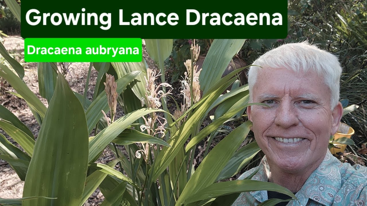 Growing Lance Dracaena (Dracaena aubryana)