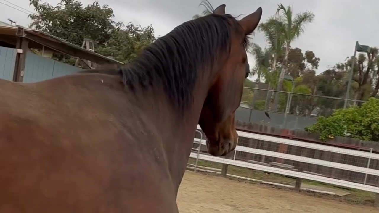 Horses are scared of turtles | The MOVIE
