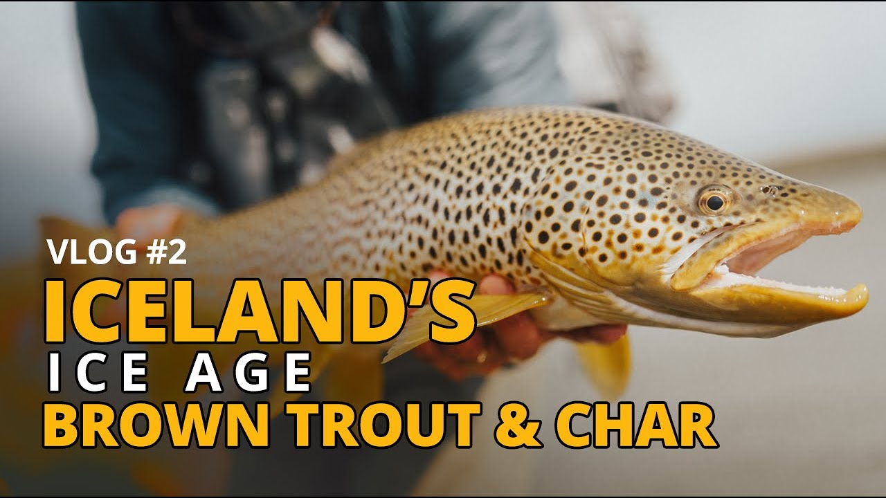 Vlog#2 - Iceland's Ice Age Brown Trout and Char
