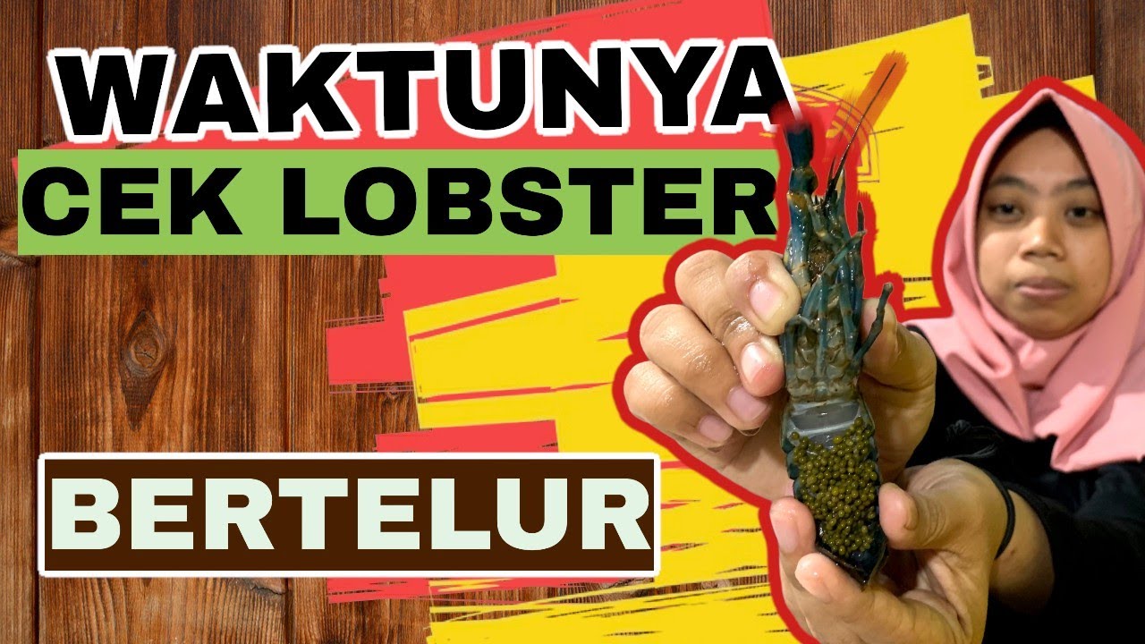 Cara Pengecekan Lobster Yang Bertelur Dan Berapa Lama Waktunya?