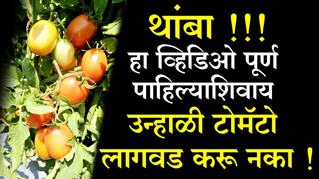 थांबा !!! हा #व्हिडिओ पूर्ण पाहिल्याशिवाय #उन्हाळी #टोमॅटो लागवड करू नका!।#Dr_Kisan#बाजारभाव#market।