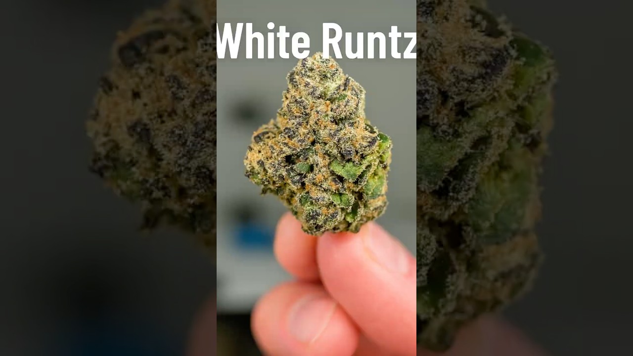 White Runtz Review: Is It Worth the Hype? #legalweed #cannabiseducation #cannabiscommunity