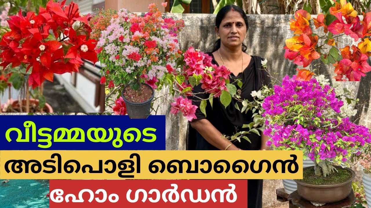 ഒരുപാട് ബോഗൻ വില്ലകളുള്ള ഹോം ഗാർഡൻ