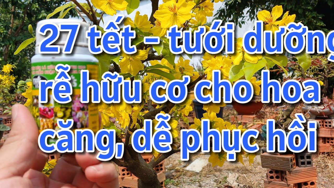 Tưới root 2 cho hoa căng cây không suy sau tết - xả tàn  thế nào để năm sau nhiều bông