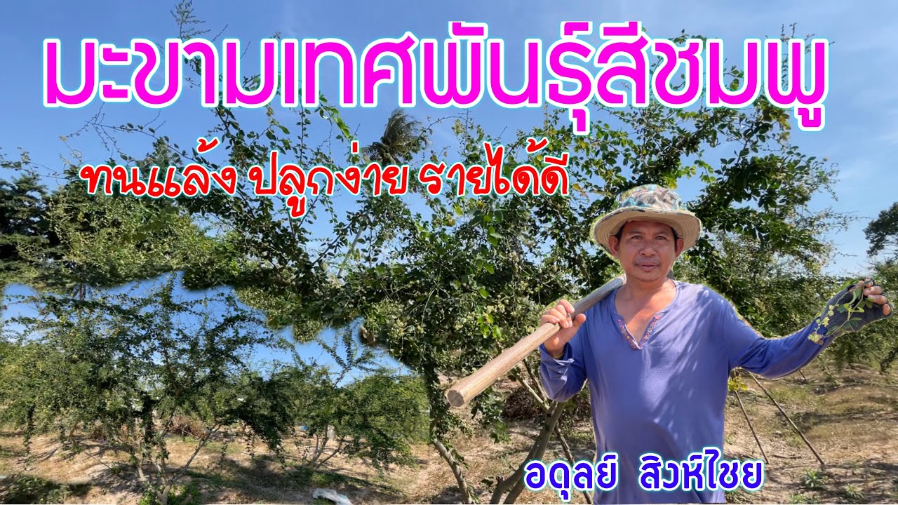 มะขามเทศสีชมพู ทนแล้ง ปลูกง่าย รายได้ดี | เกษตรผสมผสาน | บ่าวยุทธพาจ้วด