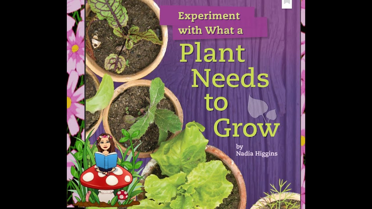 Experiment With What a Plant Needs to Grow