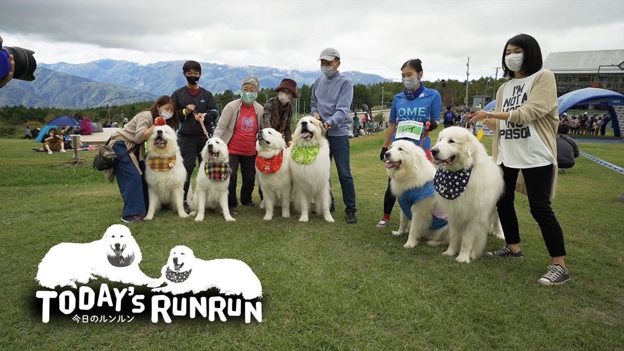 ドッグトレイルランの応援に行ったルンルンとアラン　Great Pyrenees　グレートピレニーズ