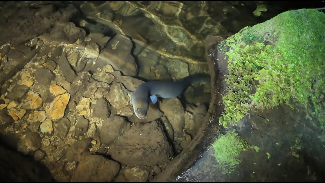 Feeding Eels 08 Oct 2025