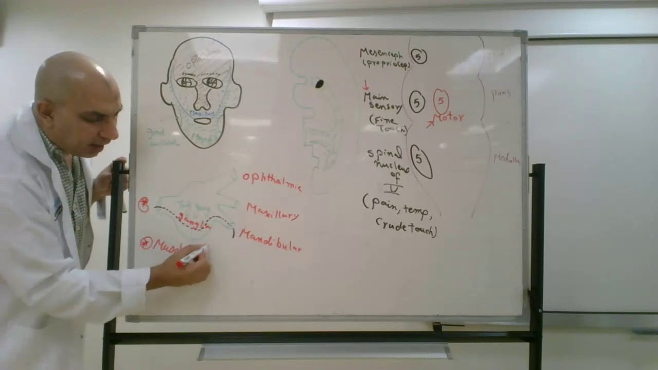 Cranial nerves distributions' 1 (Lecture 16)