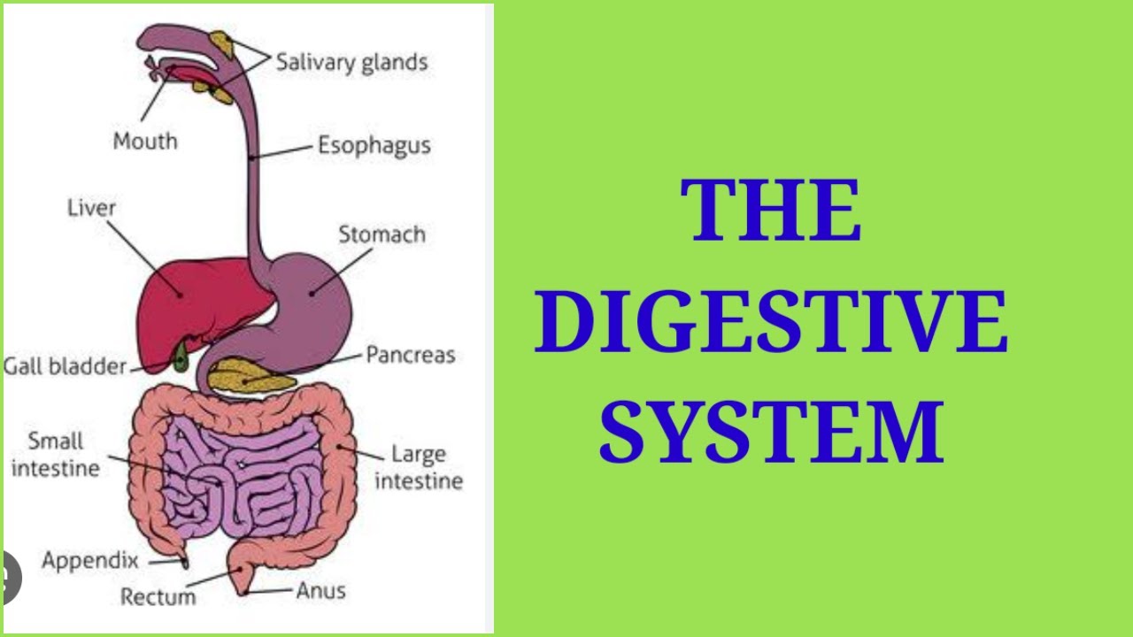 The Digestive System | Class 4 | Science