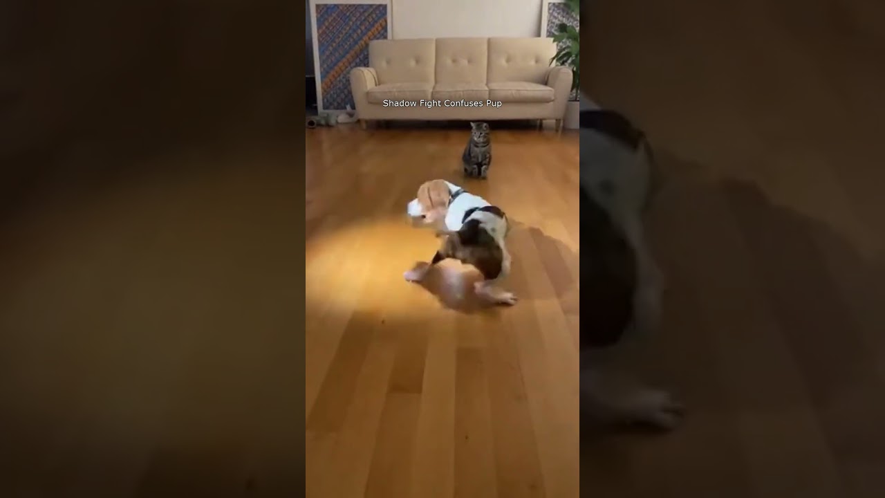 Dog Confused by Shadow Illusion with Cat Watching