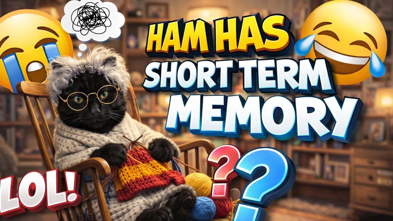 Ham has Short Term Memory?! 😹💀 New Chaotic Compilations