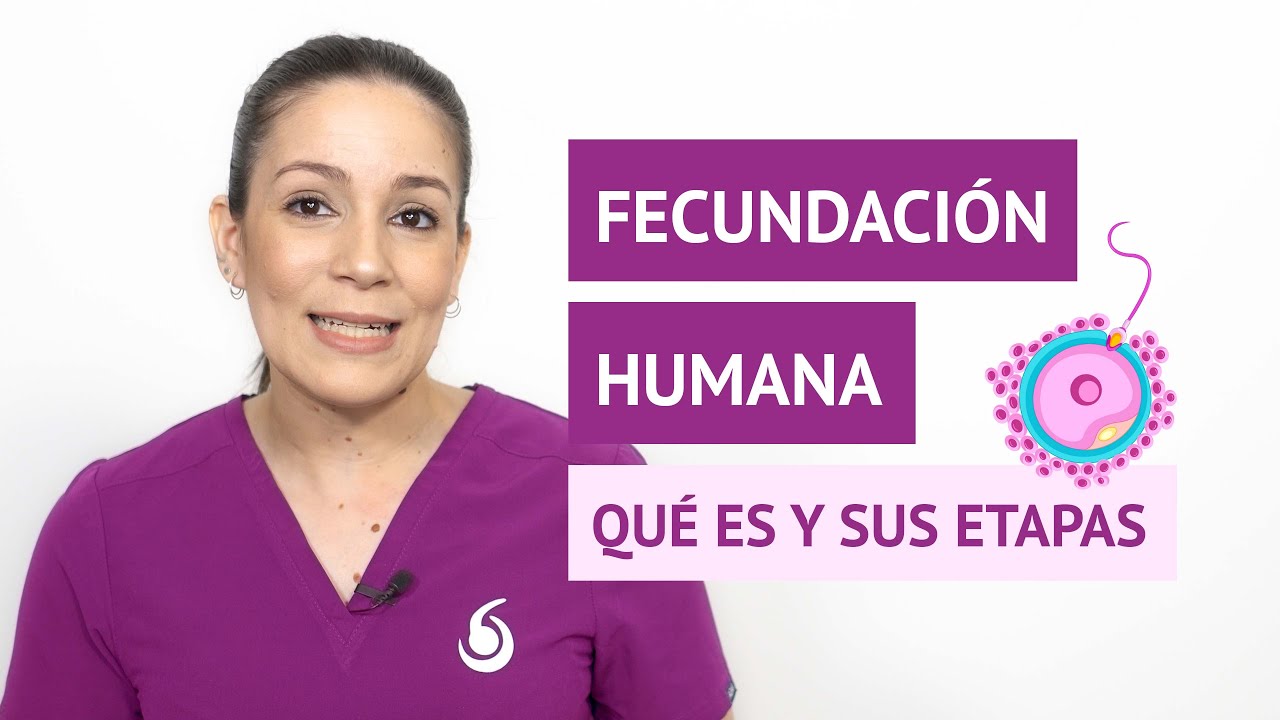 &iquest;Qu&eacute; es la fecundaci&oacute;n humana y cu&aacute;les son sus etapas?
