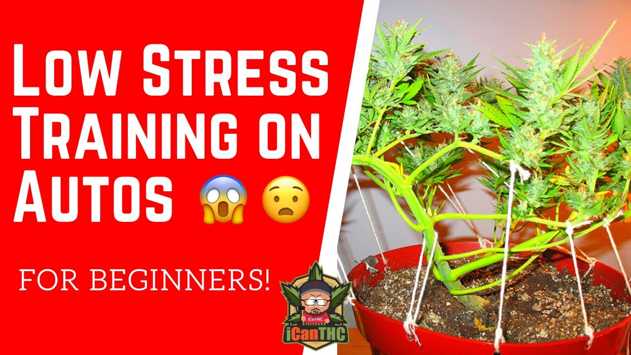 How To Low Stress Train Autoflowers Easy! | LST ON AUTOFLOWERING CANNABIS