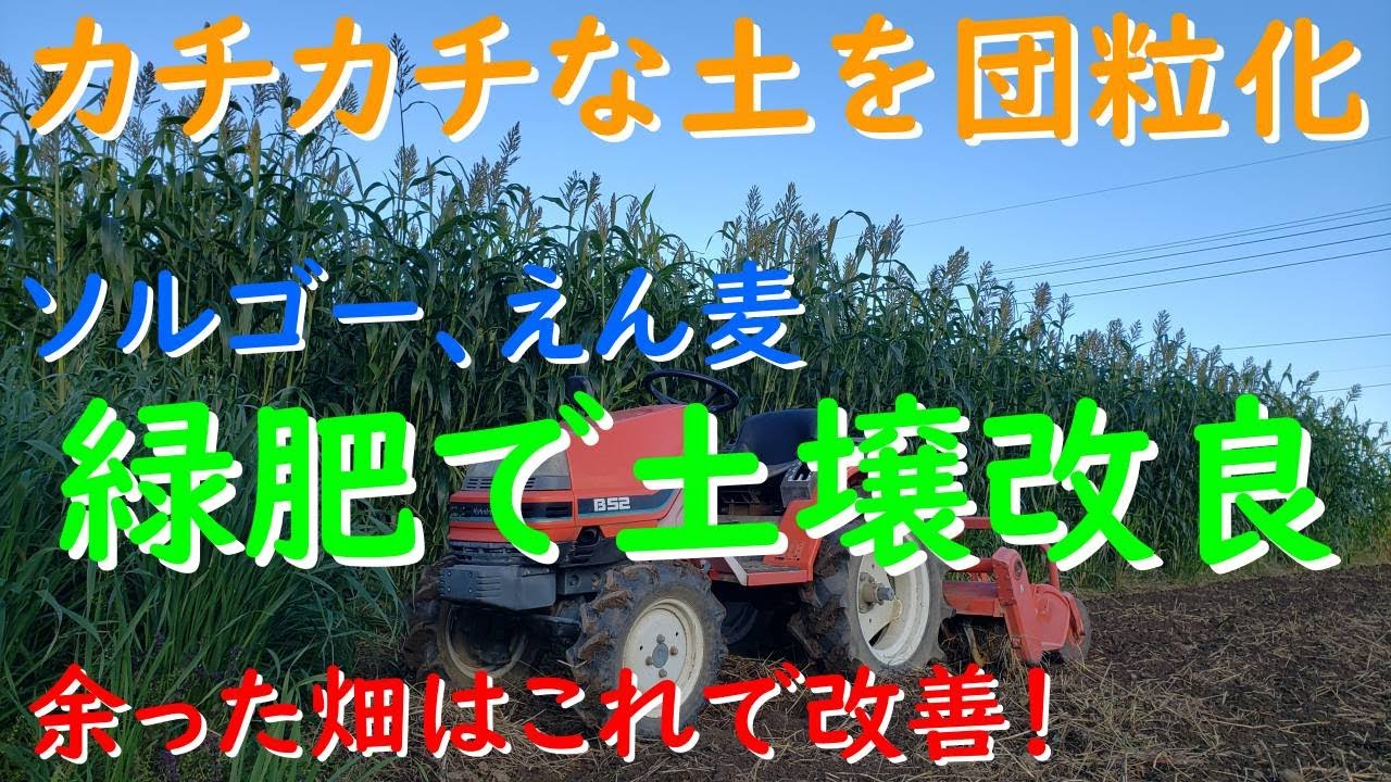 カチカチな土質は緑肥で土壌改良しよう（えん麦：ネグサレタイジ）