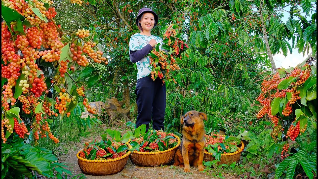 Harvested Chòi Mòi Fruits To Sell At The Market, Fed The Animals, Cleared Weeds For Yardlong Beans