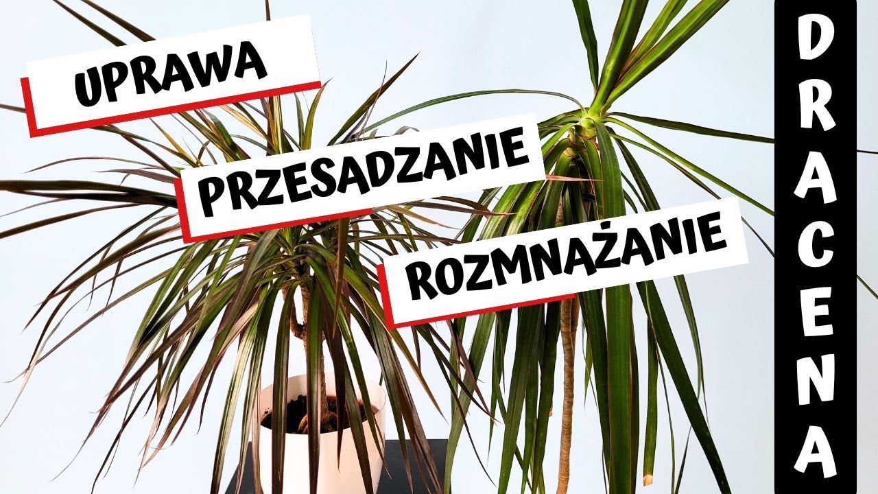 Jak uprawiać, przesadzać i rozmnażać draceny ? #Dracena Obrzeżona - Marginata 🎋🎋🎋
