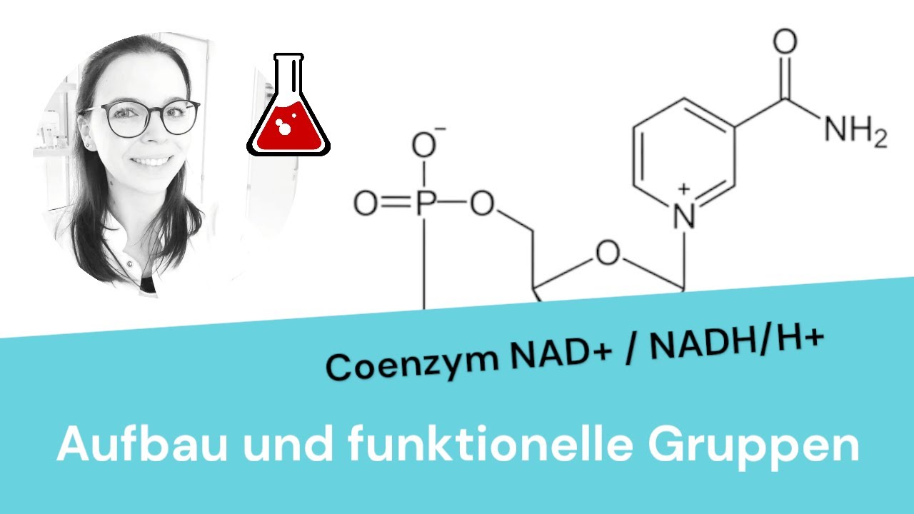 Coenzym NAD+ bzw. NADH/H+ erklärt (mit funktionellen Gruppen)