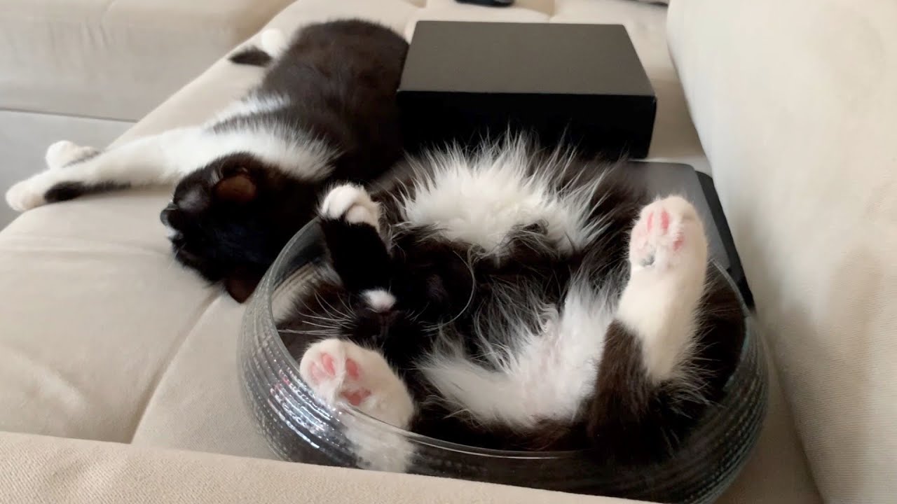 Cats Sleeping in Funny Position | Uni and Nami