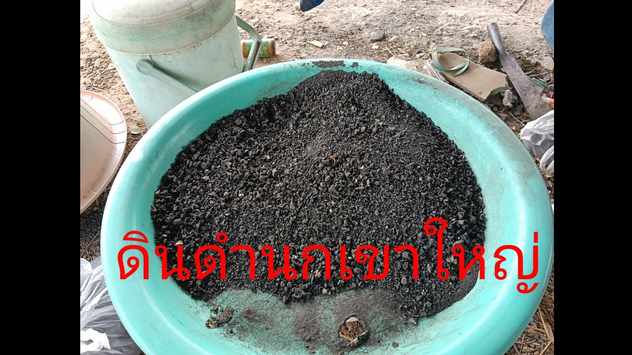 #ต่อนกเขาใหญ่สายเพนียด #ต่อนกเขาใหญ่ #