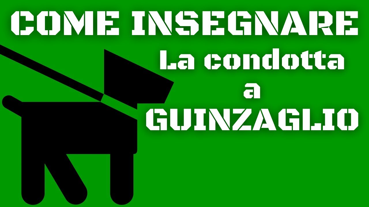 Insegnare al cucciolo a non TIRARE al GUINZAGLIO