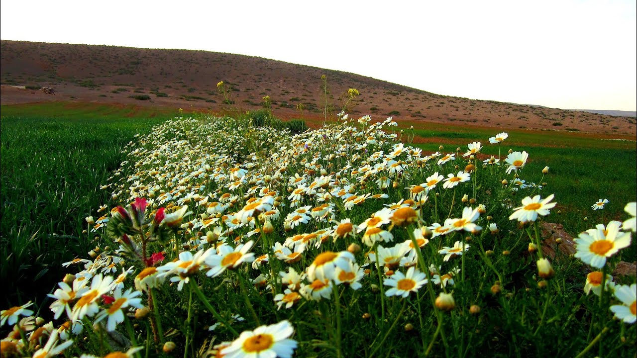 مناظر طبيعية خلابة من راس طارف