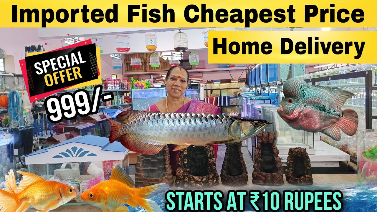 Just₹10 முதல் | Yasata Import Exotic Fish Aquarium Shop | Delivery Available |Erode Jayanthi Kitchen
