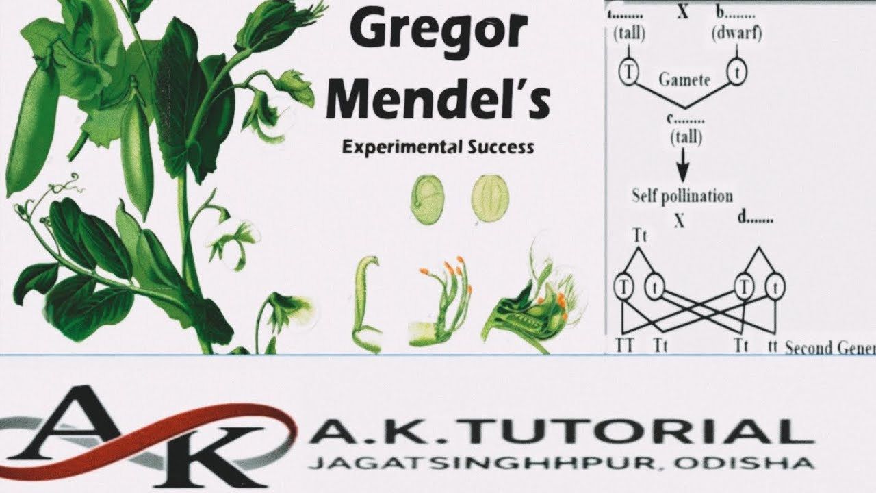Mendel's Experiments and Law of Dominance ||Class 10 Science ||