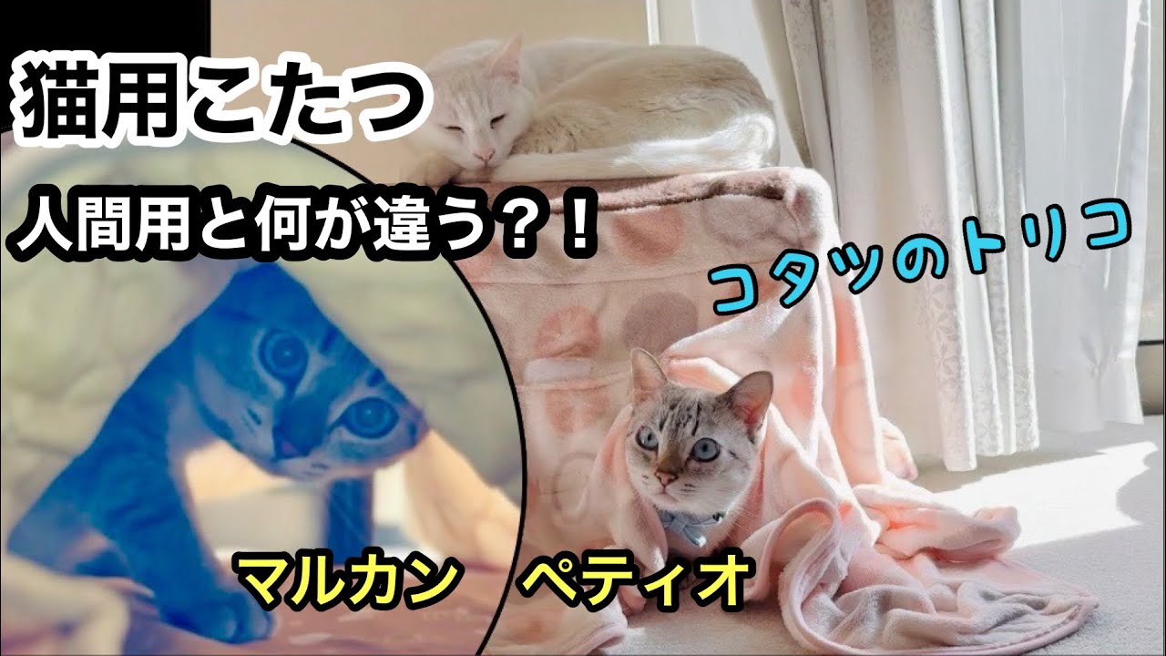 猫がトリコになる「猫用こたつ」あまりに人気だったので…2個目購入【人間用コタツとのペット用の違い】マルカンとペティオどっちが人気？！「猫用こたつ」の特徴比較
