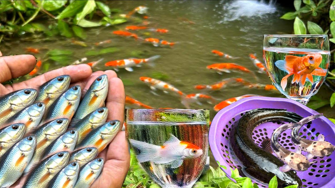 WOW, Temukan ikan lele warna-warni, dan ikan hias cupang, ikan koki, ikan gabus, ikan betok, iguana.