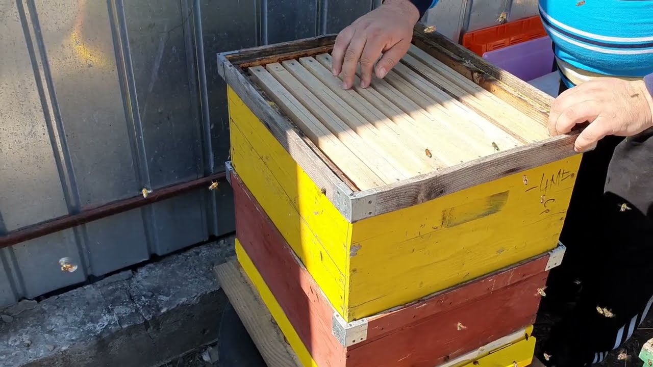 Apicultura urbană, ep. 35 . Extindem  cuibul pentru a preveni roirea.